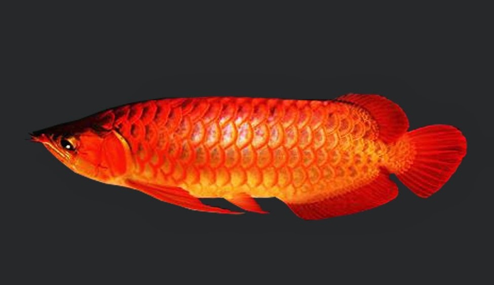 Jenis Ikan Arwana