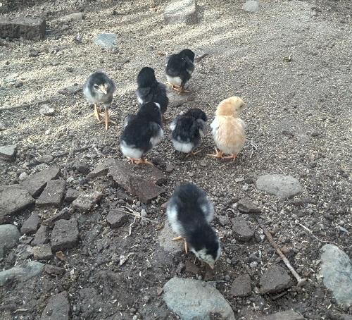 Anak Ayam atau Kuthuk