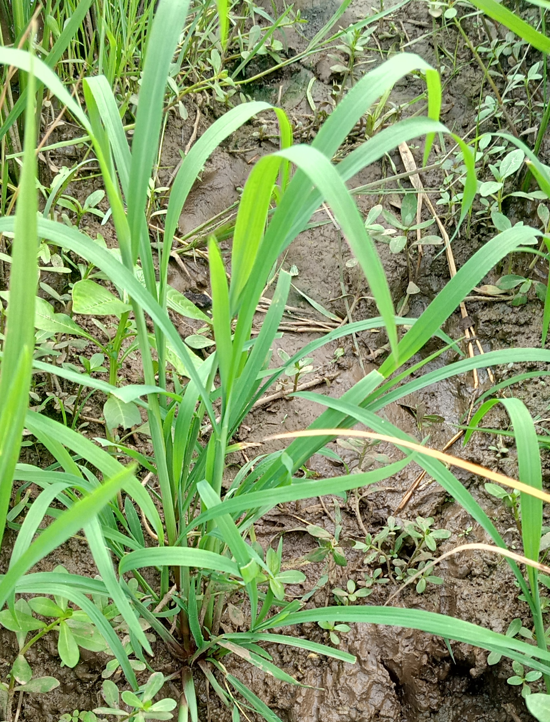Ciri-ciri Rumput Jawan