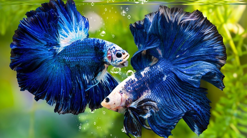 Warna-warni Ikan Cupang