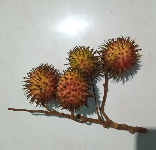 Tiga Varietas Rambutan Unggul Yang Paling Banyak Ditanam