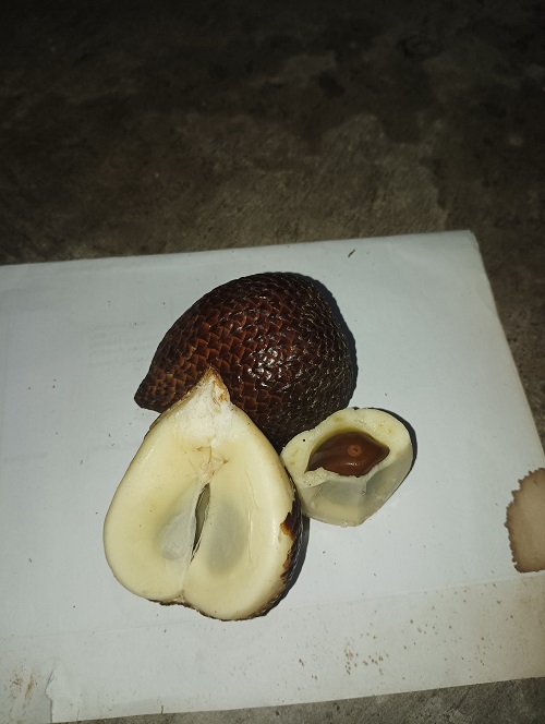 Buah Salak Yang Dihasilkan Oleh Tanaman Palma