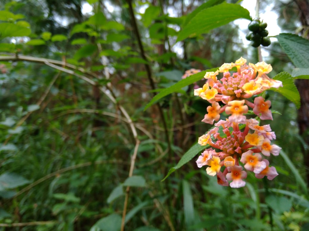 Bunga Lantana Atau Tahi Ayam