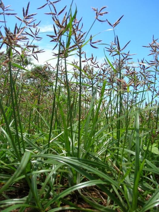 Rumput Teki Dihindari Sebagai Pakan Ternak Ruminansia