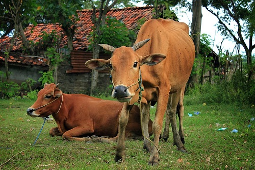 Sapi Madura Masih Eksis Hingga Kini