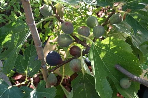 Tanaman Tin Atau Ara Menghasilkan Buah Kaya Manfaat