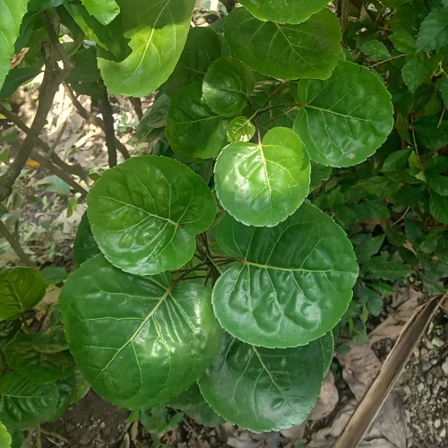 Tanaman Mangkokan Memiliki Daun Unik