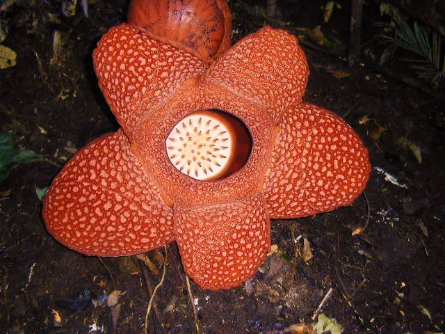 Rafflesia Arnoldi