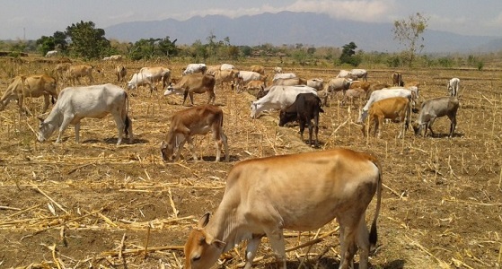 Rumpun Sapi Jabres Dari Brebes