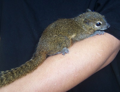 Bajing Kelapa Dianggap Sebagai Hama