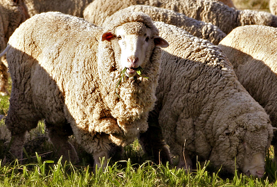 Domba Merino Berasal Dari Spanyol