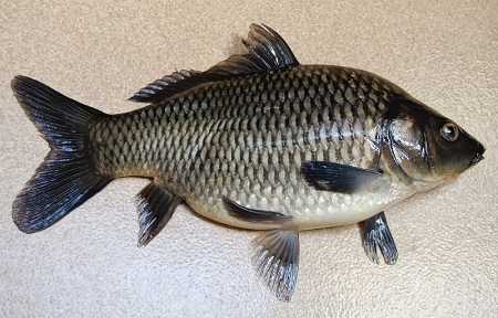 Ikan Mas Dipelihara Sebagai Ikan Konsumsi Hingga Hias