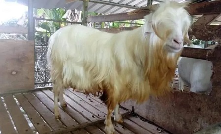 Kambing Gembrong Dari Karangasem