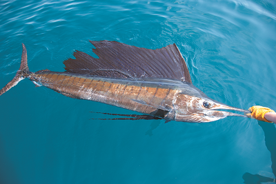 Ikan Layaran Atau Sailfish