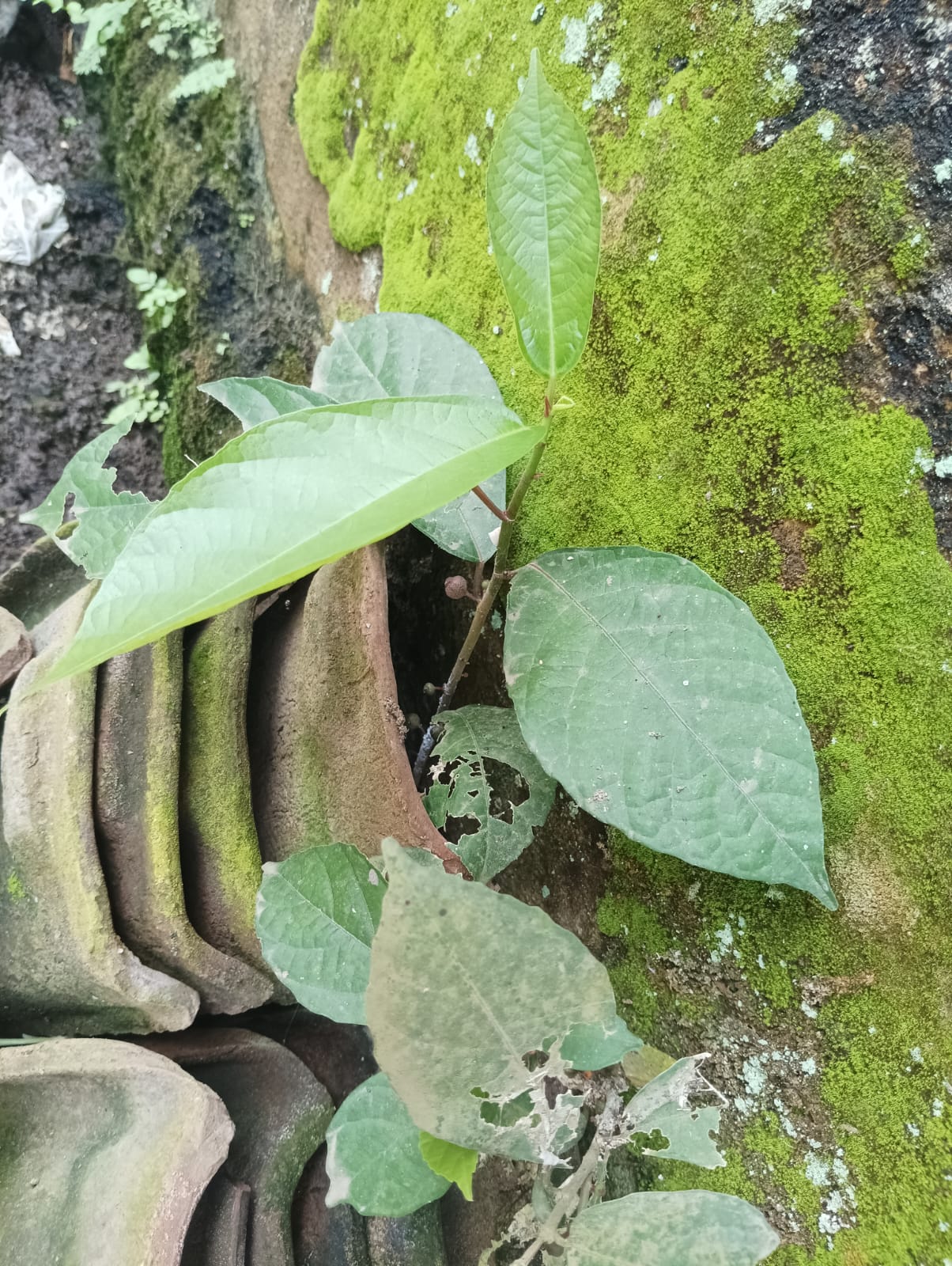 Buah Uyah-uyahan Dapat Dimakan