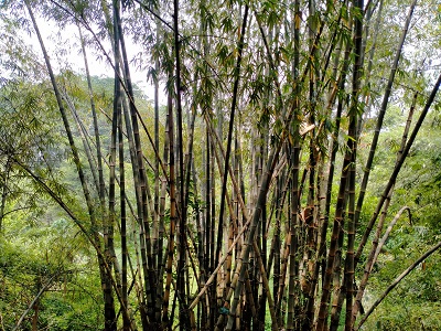 Bambu Petung Mempunyai Diameter Batang Terbesar