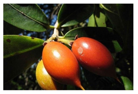 Buah Sawo Kecik Yang Langka