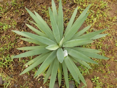Tanaman Agave Berdaun Kaku Dan Keras