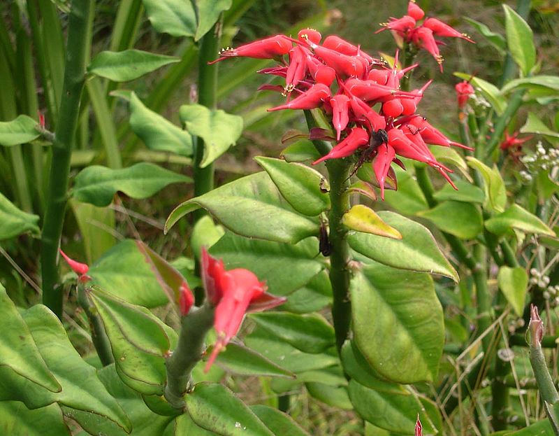 Euphorbia Sig-sag Atau Penawar Lilin
