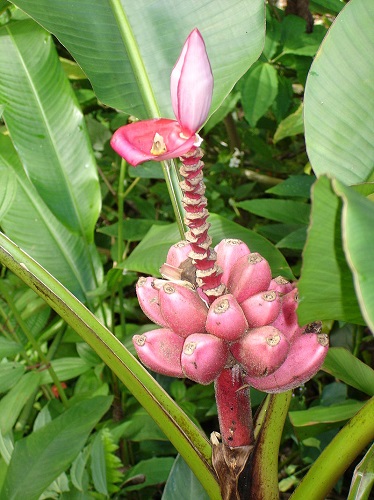 Pisang Pink Yang Mempunyai Warna Menarik