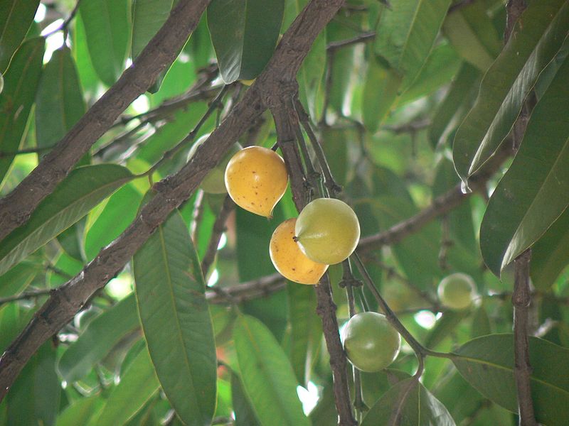 Buah Asam Kandis Berasa Asam