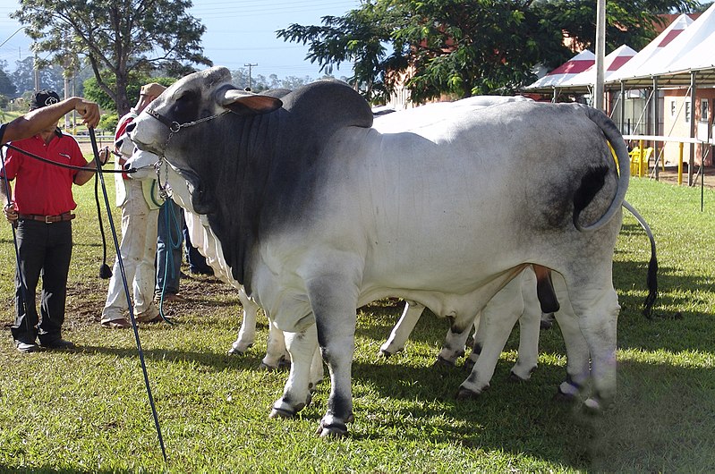 Galur Sapi Brahman