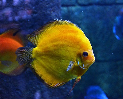 Ikan Discus Sering Dijadikan Penghuni Aquarium