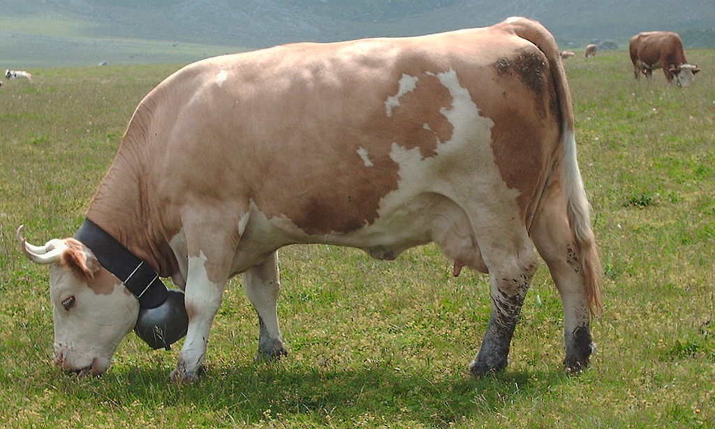 Ras Sapi Simmental