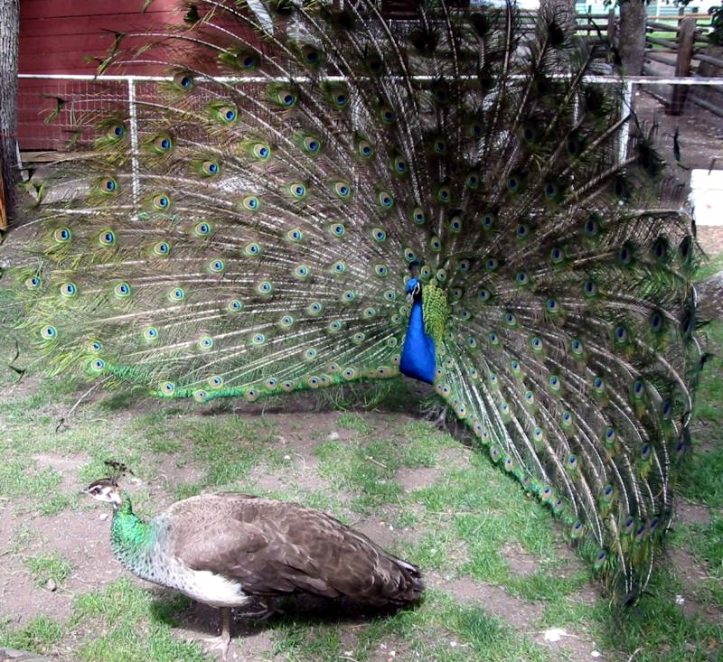 Spesies Burung Merak Biru