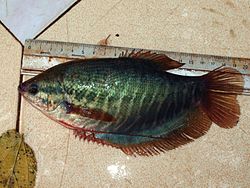 Ikan Sepat Kini Dipelihara Dalam Aquarium