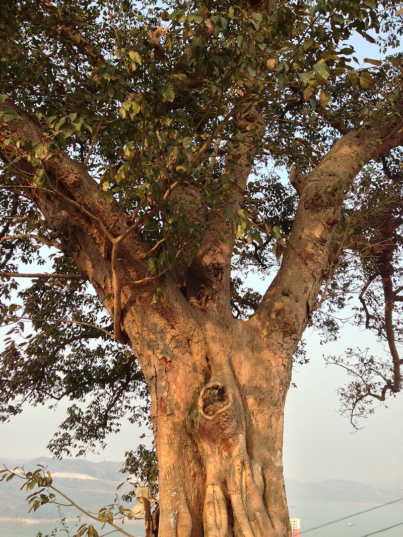 Pohon Bunut