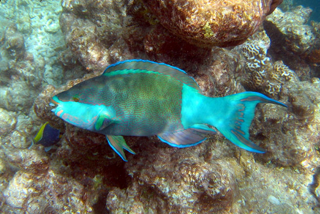 Spesies Ikan Kakatua Scarus frenatus