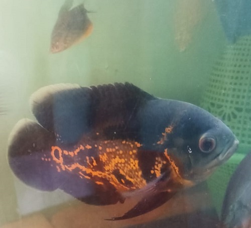 Ikan Oscar Dijadikan Peliharaan